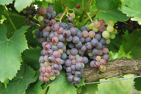 grapes fruit surrounded by leaves, plant, flora, produce, food HD wallpaper