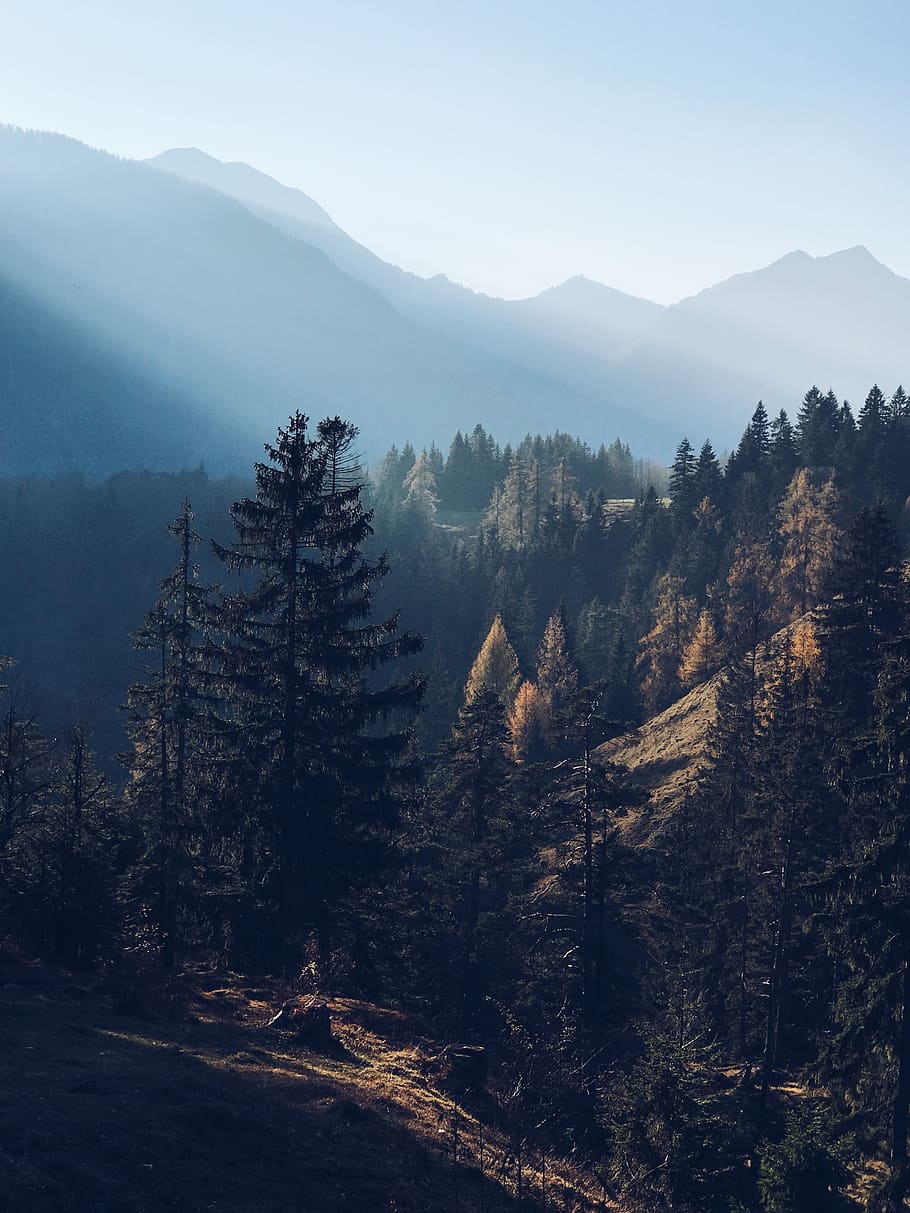 green pine tree mountain scenery, plant, abies, fir, conifer HD wallpaper