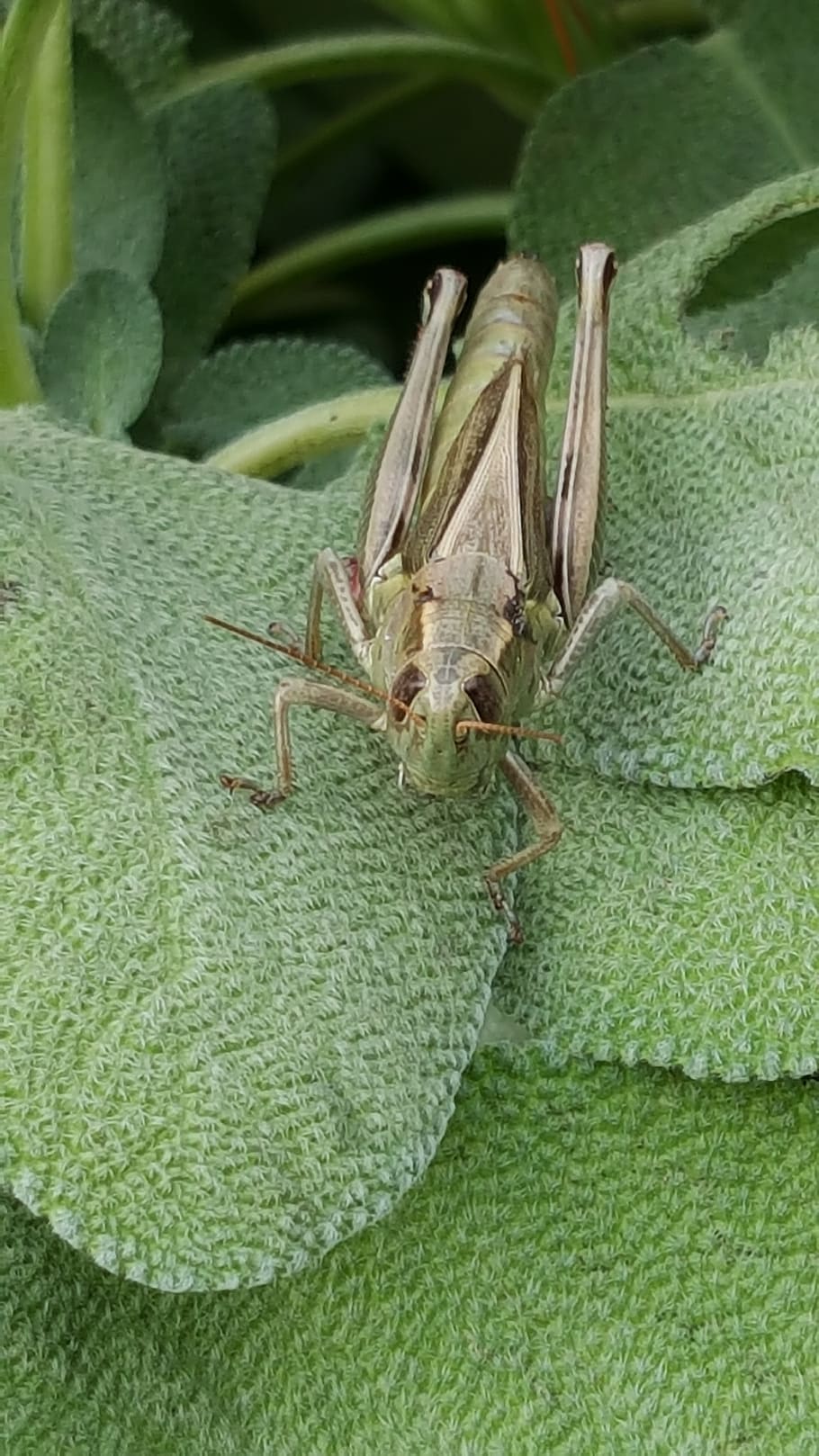 grasshopper, insect, garden, backyard, nature, melanoplus differentialis HD wallpaper