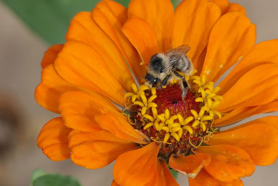 bee, insect, pollen, macro, nature, plant, close up, animal world HD wallpaper