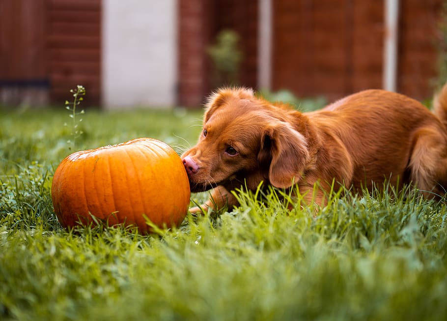 brown puppy lying beside squash, pumpkin, vegetable, flora, food HD wallpaper