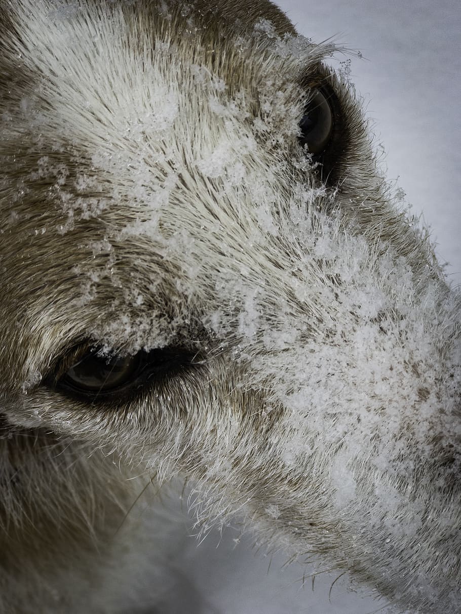 snow, dog, one animal, animal themes, mammal, animal body part HD wallpaper