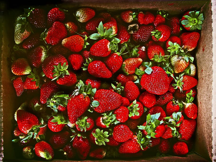 Strawberries, berry, fresh, green, red, strawberry, berry fruit HD wallpaper