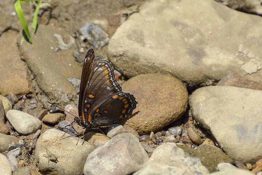 butterfly, rocks, brown, orange, animal themes, animal wildlife HD wallpaper