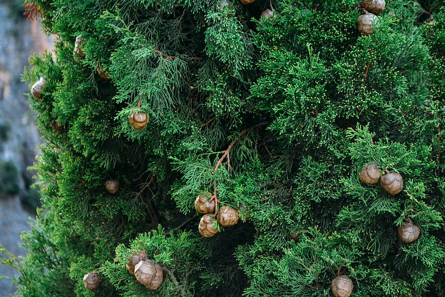 tree, green, green color, growth, plant, day, food, nature HD wallpaper