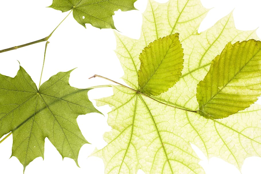 closeup, fresh, freshness, green, leaf, life, macro, natural HD wallpaper