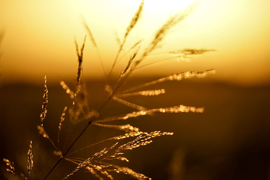 romania, oradea, evening, field, outdoor, travel, drive, sun HD wallpaper