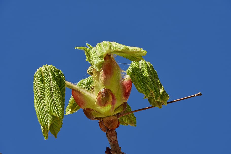flowering, spring, plant, flowers, beauty, tree, blue, food and drink HD wallpaper
