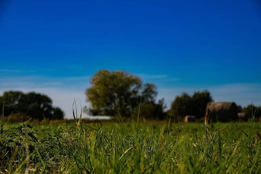 meadow, nature, grass, summer, field, still, green, pasture HD wallpaper