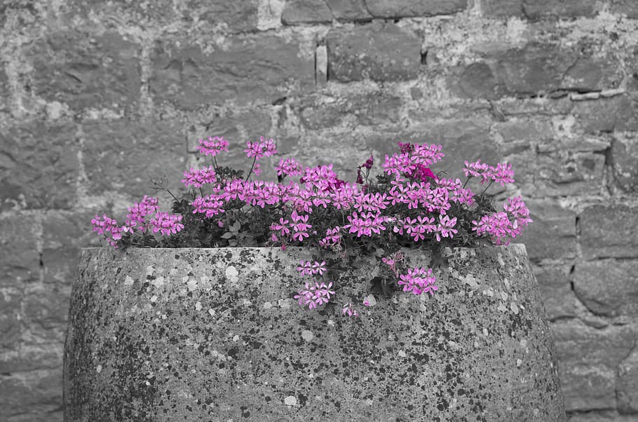 flowering plant, pink color, freshness, fragility, vulnerability HD wallpaper