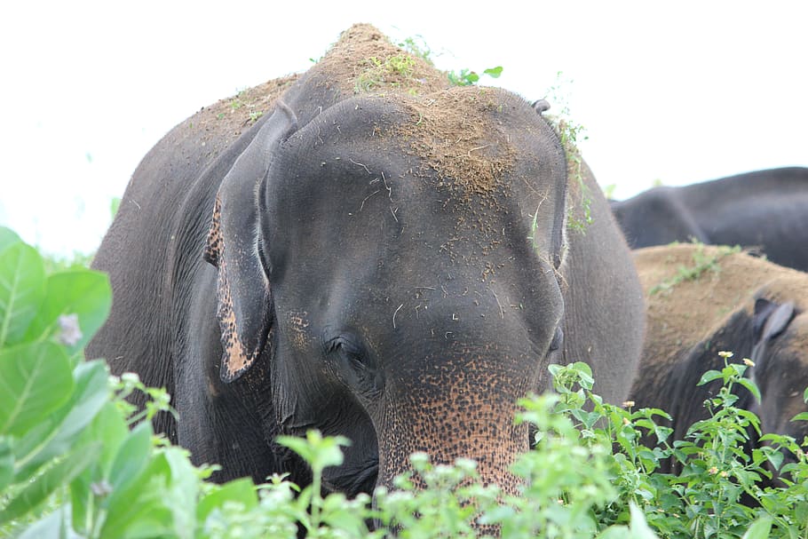 elephant, sri lanka, animal themes, mammal, animal wildlife HD wallpaper