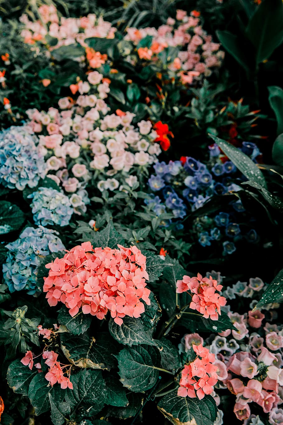 blue and pink hydrangeas, flower, flowering plant, beauty in nature HD wallpaper