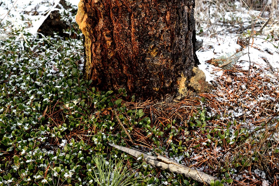 canada, along the johnson, tree, snow, winter, bark, plant HD wallpaper