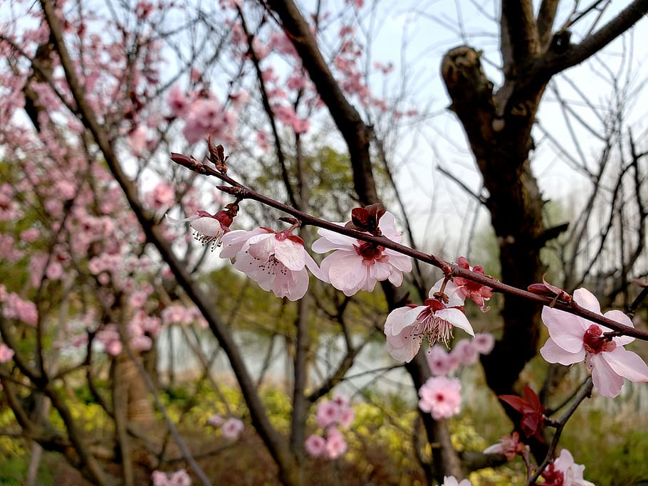flower, travel, plant, flowering plant, beauty in nature, growth HD wallpaper
