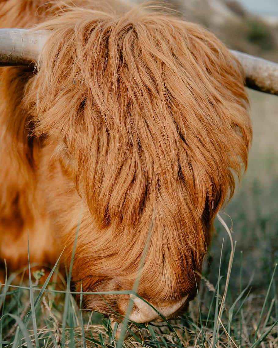brown bison, mammal, bull, animal, the hague, cattle, horse, ox HD wallpaper