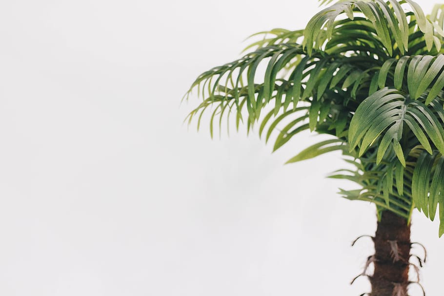 green leafed tree, minimal, flat, white, brazil, greenery, white space HD wallpaper