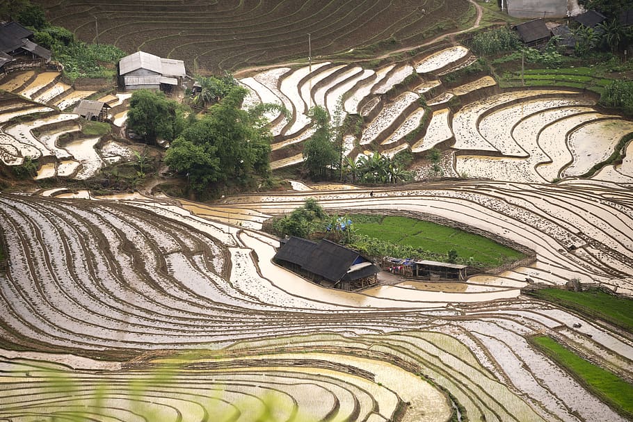 blind stretch comb, lao cai, water, vietnam, rice, season, the field, HD wallpaper