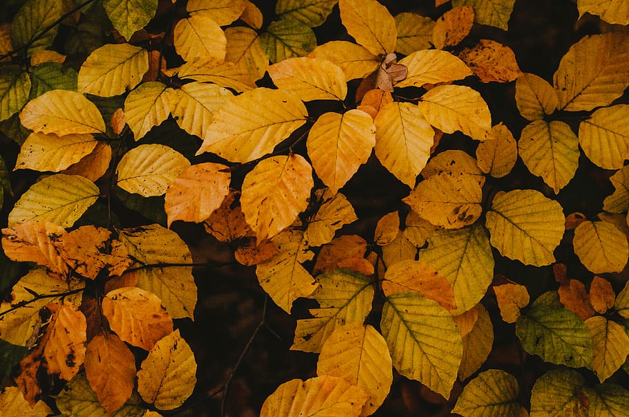 brown-leafed plant, veins, tree, blossom, iris, flower, acanthaceae HD wallpaper