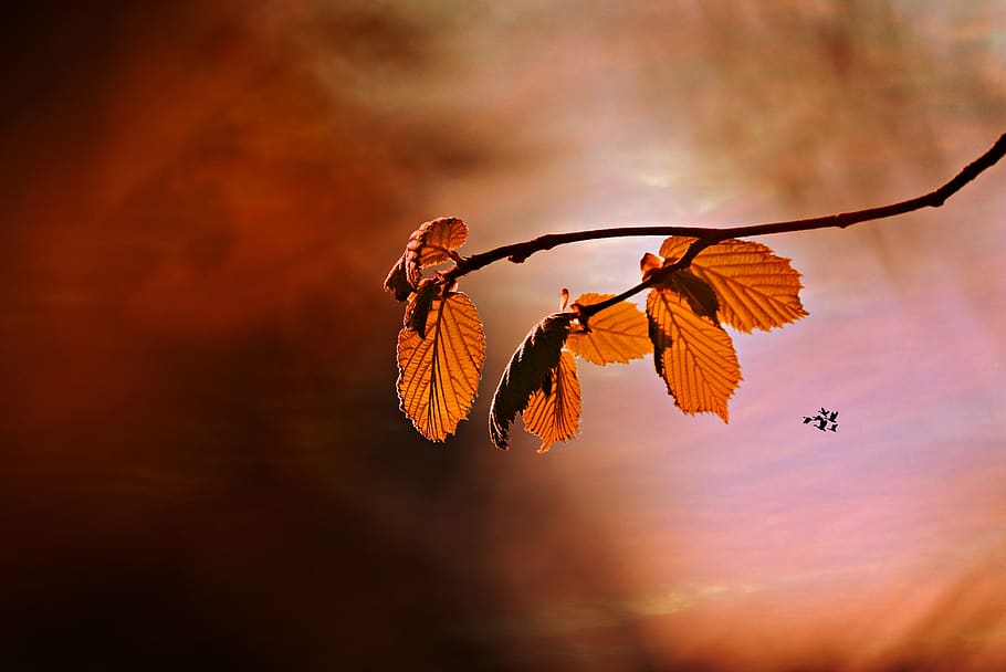 leaf, twig, tree, vein, pattern, sky, sunset, birds, colorful HD wallpaper