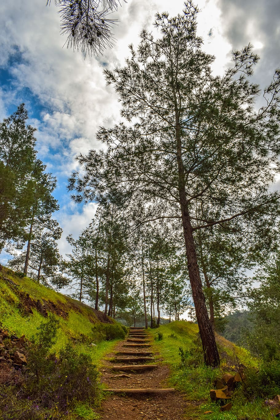 path, woods, forest, trees, nature, landscape, trail, scenery HD wallpaper