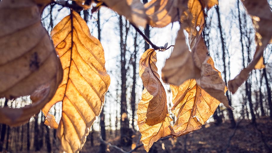 outside, branches, leafs, colors, forest, autumn, fall, trees HD wallpaper