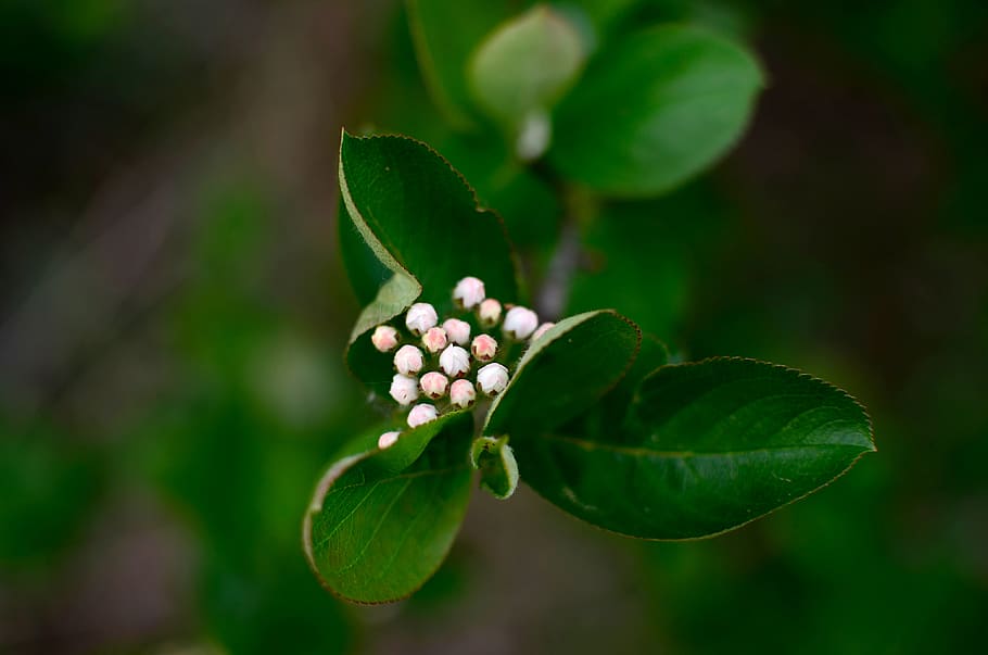 aronia, flowers, donuts, spring, garden, nature, white, bush HD wallpaper