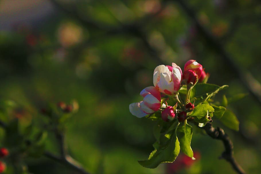 flower, nature, bud, spring, plant, pink, beautiful, tree, apple, HD wallpaper