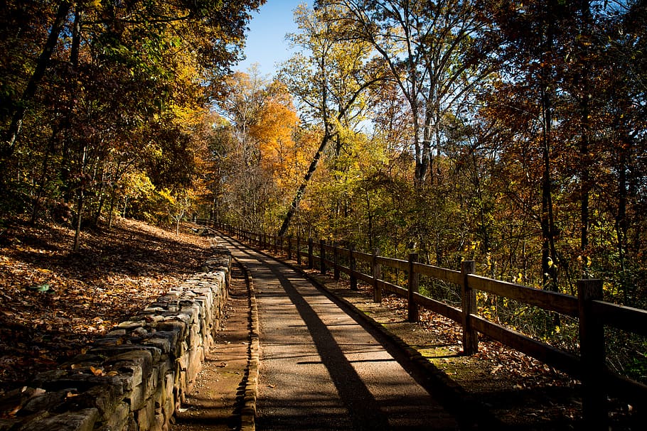 green tree photography, path, banister, handrail, walkway, outdoors HD wallpaper