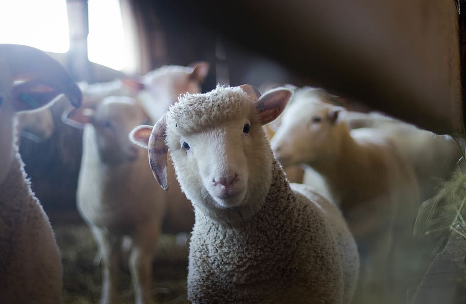 Sheep, animals, baby, blur, cattle, close-up, curious, cute, domesticated HD wallpaper