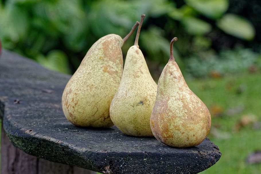 autumn, pear, pears, collections, fruit, in the fall, food and drink HD wallpaper