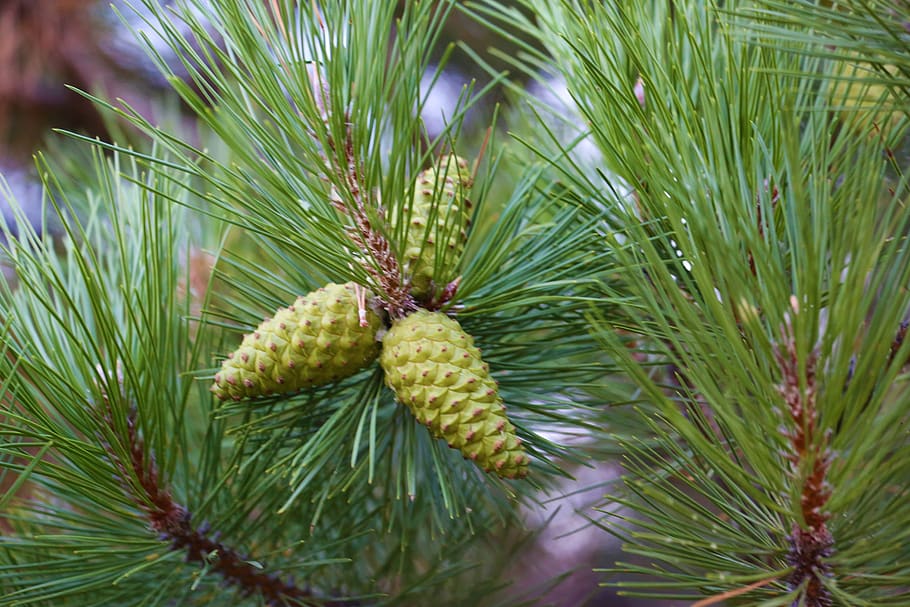 pine, cocoon, tree, nature, open air, forest, plant, growth HD wallpaper