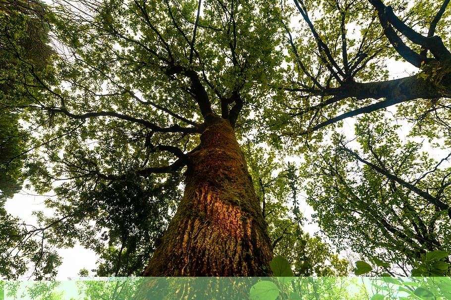 tree, plant, tree trunk, animal, bird, foliage, nature, wide HD wallpaper