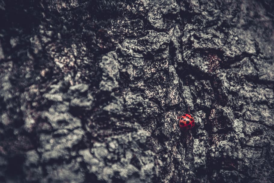 insect, bug, ladybug, forest, nature, animal, grey, red, climber, HD wallpaper