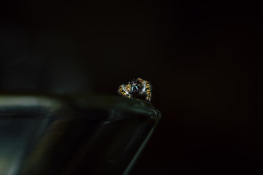 Gold-colored Ring, bug, insect, little, macro, spider, one animal HD wallpaper