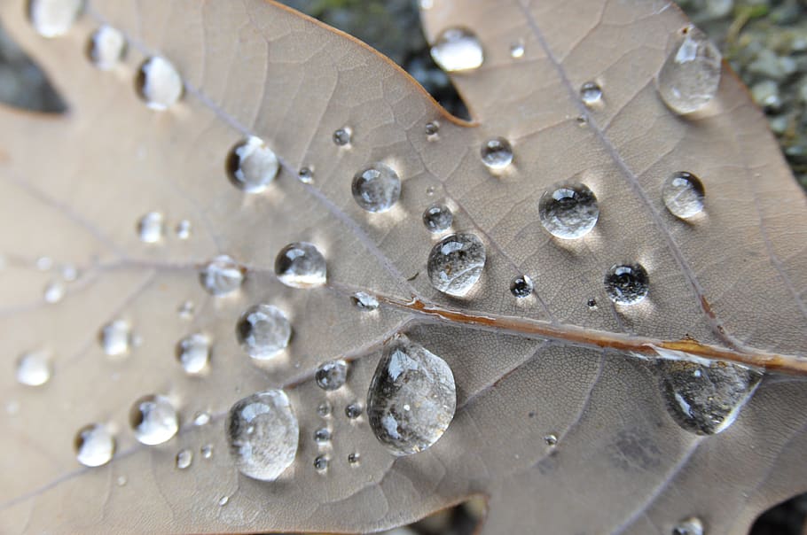 leaf, drip, autumn, water, leaves, droplets, raindrop, close-up HD wallpaper