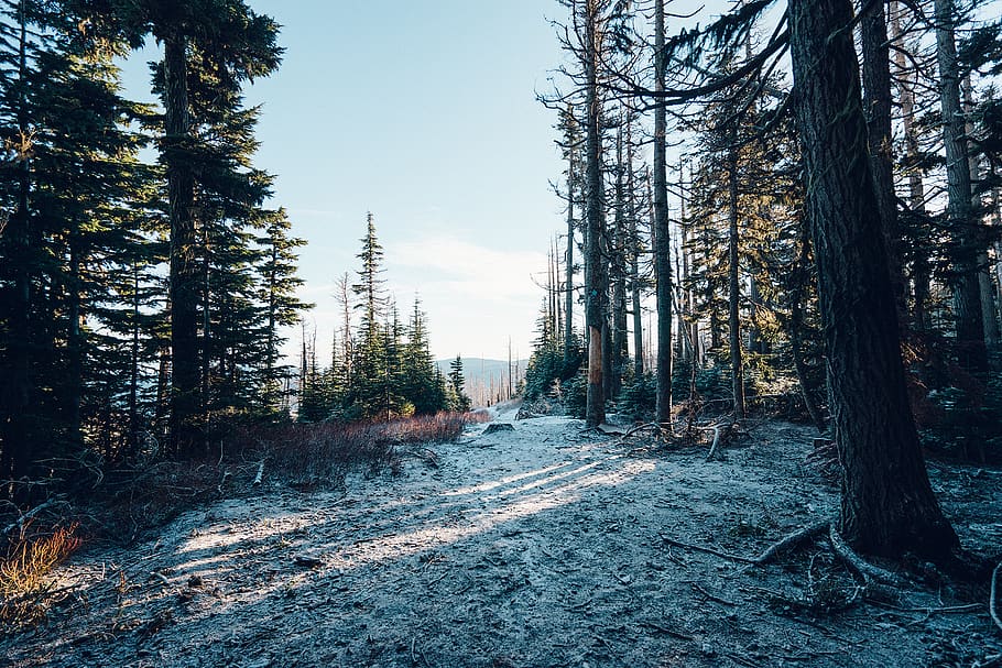 trees, forest, woods, snow, cold, sky, nature, plant, land HD wallpaper