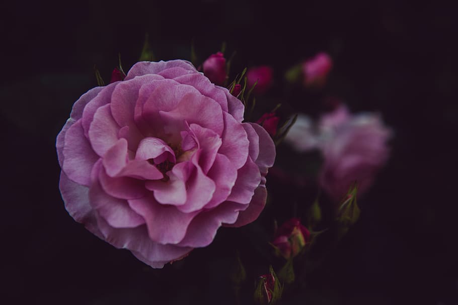 pink cluster flower, plant, flora, blossom, geranium, portland HD wallpaper