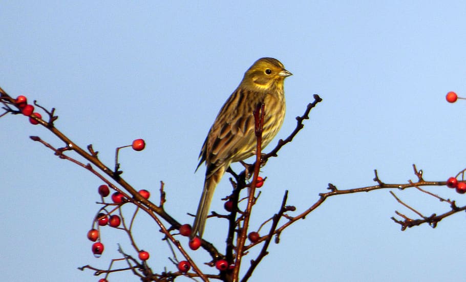 berries, red, bird, sky, fruit, nature, branch, color, wings HD wallpaper