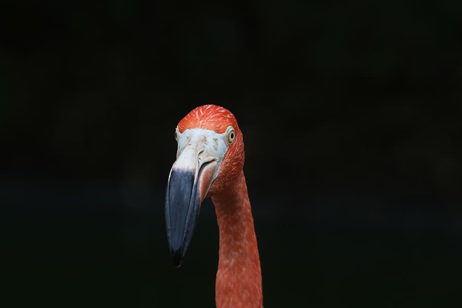 pink flamingo, animal themes, vertebrate, animal wildlife, one animal HD wallpaper