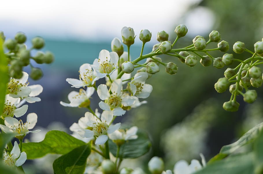 bird-cherry, flower, plant, growth, beauty in nature, flowering plant HD wallpaper