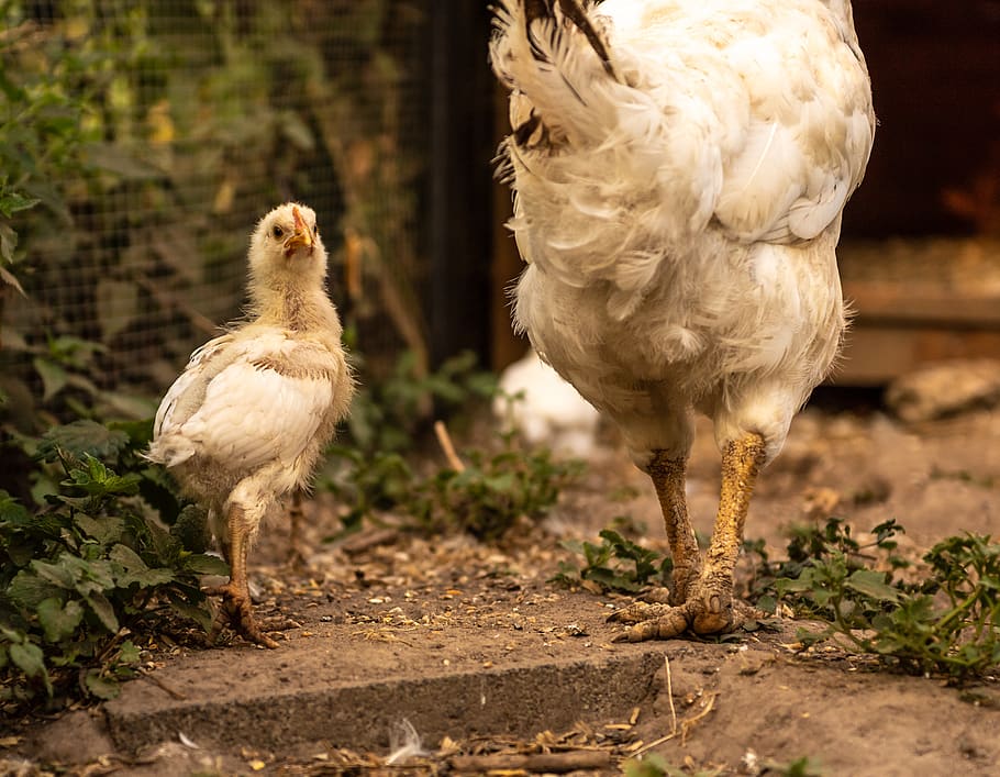 chickens, chicks, young, animals, young animal, poultry, spout HD wallpaper