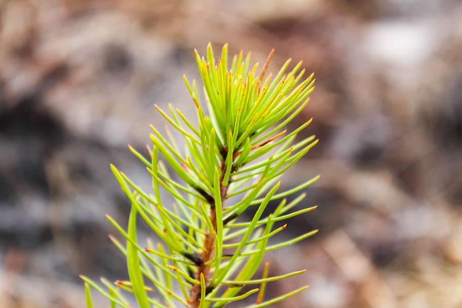 tree, pine, forest, wood, coniferous, points, branch, nature HD wallpaper