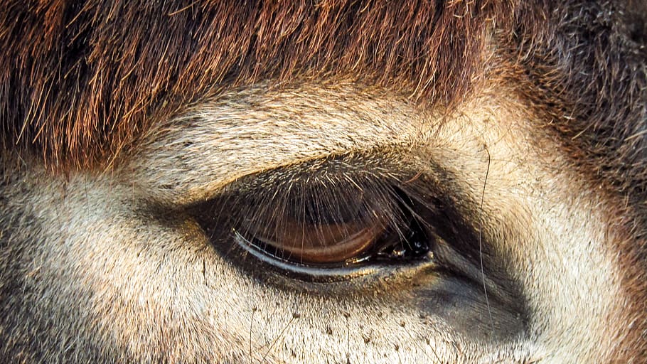 look, eye, donkey, tabs, animals, head, mammal, one animal HD wallpaper