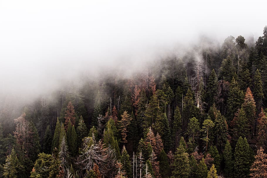 fog, forest, nature, trees, plant, beauty in nature, scenics - nature HD wallpaper