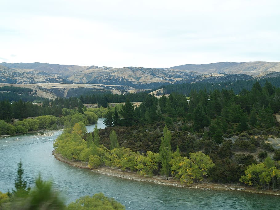 new zealand, clutha river, otago, tree, water, plant, scenics - nature