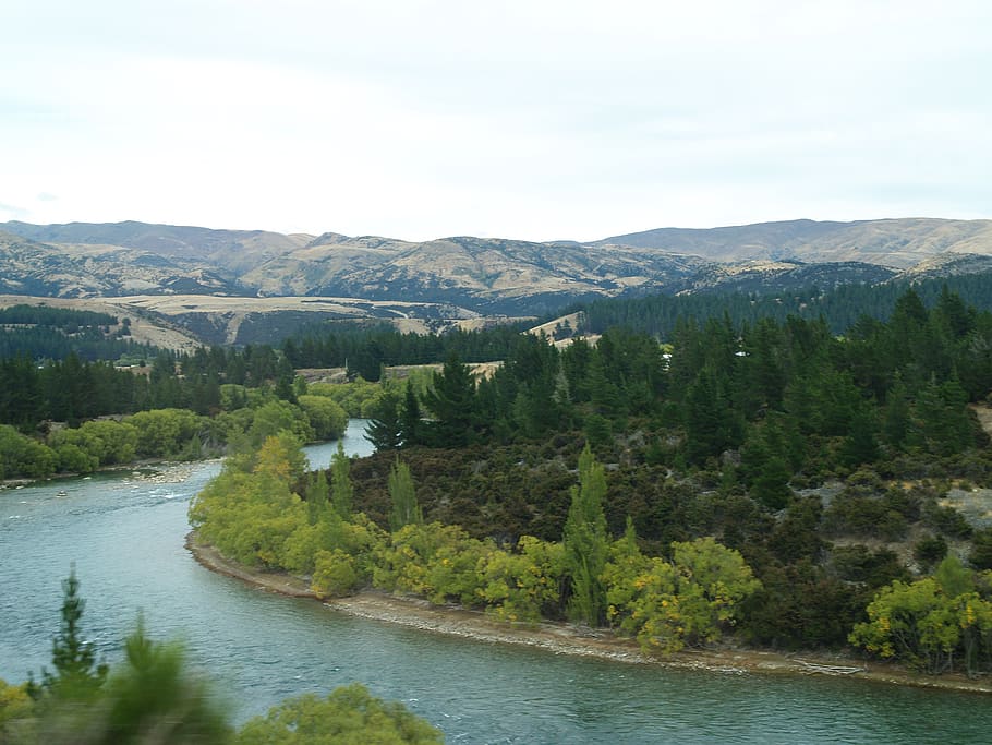 new zealand, clutha river, otago, tree, water, plant, scenics - nature, HD wallpaper