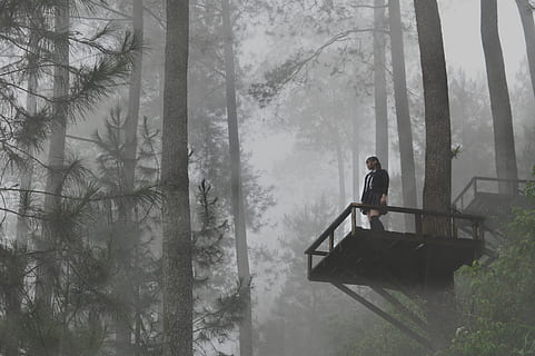 foggy forest, cold, daylight, environment, landscape, mist, nature HD wallpaper