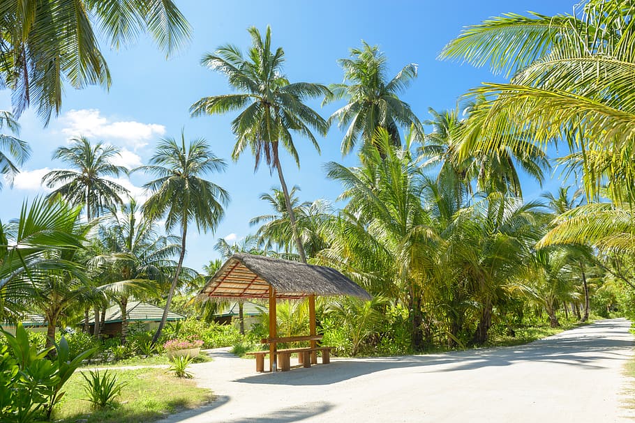Brown Wooden Bench Surrounded by Palm Trees, coconut, daylight HD wallpaper