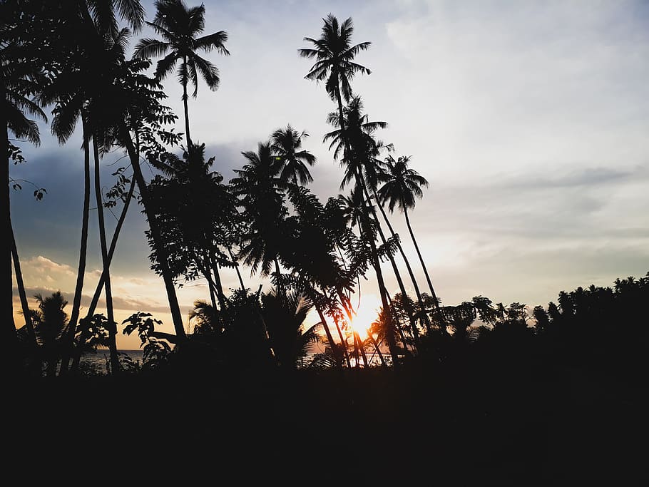 Silhouettes of Palm Trees During Sunset, afterglow, backlit, clouds HD wallpaper