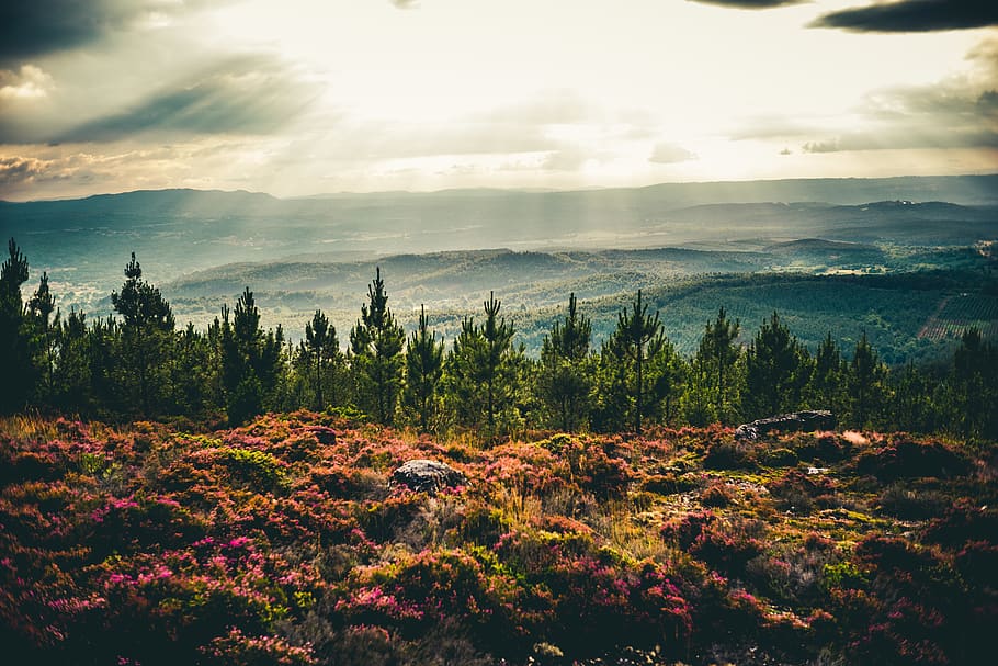 pines, wallpaper, cloud, sunlight, nature, mountain, trees HD wallpaper